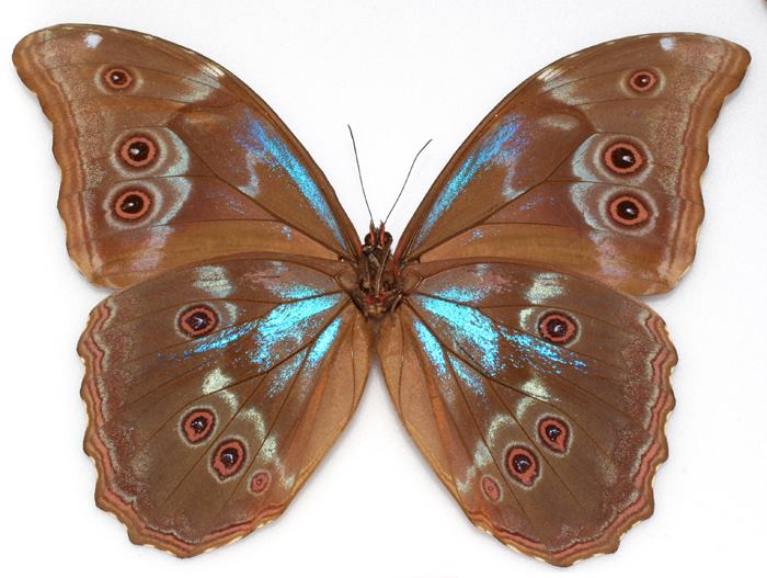 Morpho didius (aberrant) (Internet Image property of respective owner, non-commercial use only)